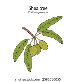 Shea tree (vitellaria paradoxa), edible and medicinal plant. Hand drawn botanical vector illustration