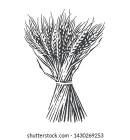 Sheaf of dry wheat. Hand drawn engraving style illustrations.