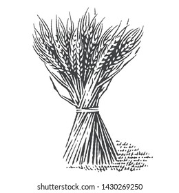 Sheaf of dry wheat on grass field. Hand drawn engraving style illustrations.