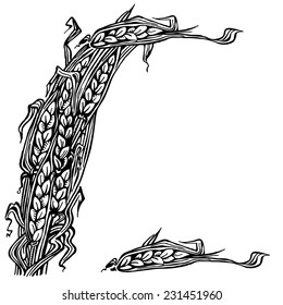 Sheaf and individual spikelets of wheat. Vintage drawing.