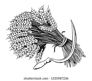 Sheaf of organic wheat and sickle engraving, vector illustration