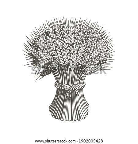 Sheaf of wheat engraving, black and white vector illustration.