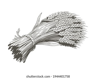 Sheaf of wheat isolated on white background, engraving, black and white vector illustration