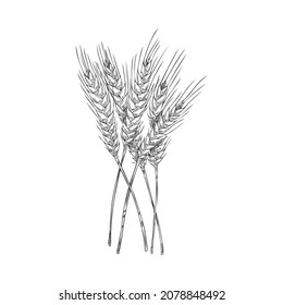 Sheaf of wheat plant, hand drawn etched engraving style vector illustration isolated on white background. Ears of wheat bundle for bread products and bakery design.