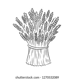 Sheaf of wheat rye sketch doodle. Hand drawn vector image