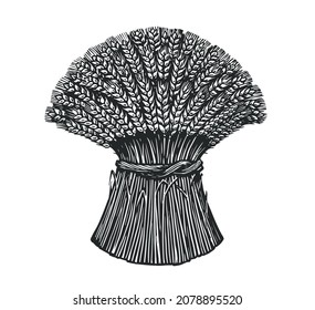 Sheaf of wheat sketch in vintage engraving style. Hand drawn vector illustration