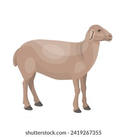 A sheared sheep side view. Vector illustration isolated on a white background in a realistic style