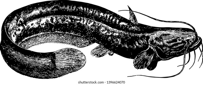 Sheatfish is a family of catfishes vintage line drawing or engraving illustration.