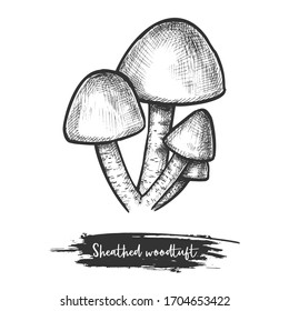 Sheathed woodtuft fungus. Sketch of clustered edible mushroom. Wood or forest shroom. Natural vegetarian or vegan cuisine. Autumn or fall plant for recipe or cook, culinary book. Sketching