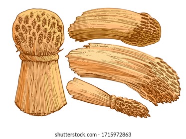 Sheaves of dry ripe wheat. Isolated vector on a white background. Stack. Spike Production of flour, bread, bakery, farmer's traditional natural products.