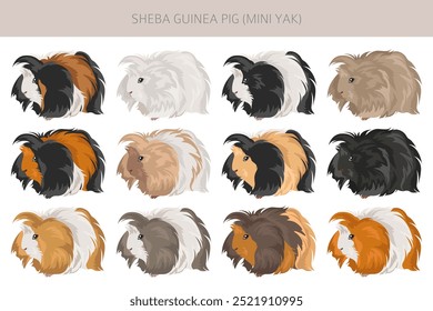 Sheba Clipart de conejillo de indias. Sheba Mini Yak. Conjunto de cuevas de todos los colores de pelaje. Pequeños roedores mascota. Ilustración vectorial