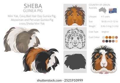 Sheba Clipart de conejillo de indias. Sheba Mini Yak. Conjunto de cuevas de todos los colores de pelaje. Pequeños roedores mascota. Ilustración vectorial