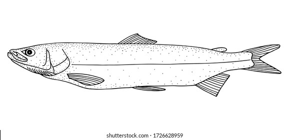 Sheefish (Stenodus leucichthys). Black and white hand drawing realistic vector image.