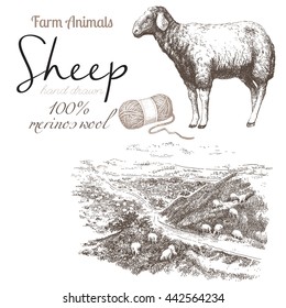 Sheep 2. Sheep breeding. Set of vector sketches on a white background. Sheep grazing in the meadow. Merino wool. Wool skeins