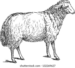 sheep