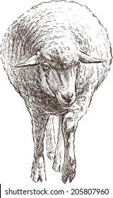 sheep