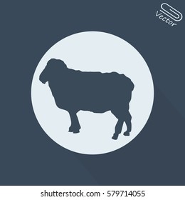 sheep