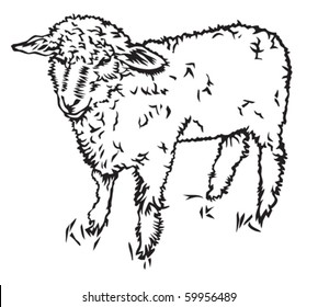 sheep