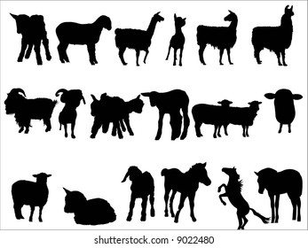 sheep