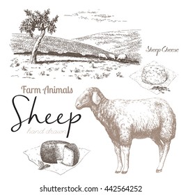 Sheep 3. Sheep breeding. Set of vector sketches on a white background. Sheep grazing in the meadow. Sheep cheese