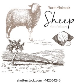 Sheep 4. Sheep breeding. Set of vector sketches on a white background. Sheep grazing in the meadow. Sheep cheese