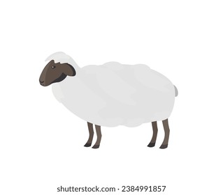 Sheep animal, vector illustration Standing. Side view. Flat illustration. farming, agricultural species 