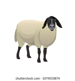Sheep with black head. Vector illustration isolated on white background