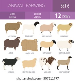 Sheep breed icon set. Farm animal. Flat design. Vector illustration svg