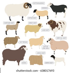 Sheep breed icon set. Farm animal. Flat design. Vector illustration