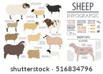 Sheep breed infographic template. Farm animal. Flat design. Vector illustration
