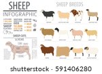 Sheep breed infographic template. Farm animal. Flat design. Vector illustration