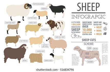 Sheep Breed Infographic Template Farm Animal Stock Vector (Royalty Free)  516834796 | Shutterstock