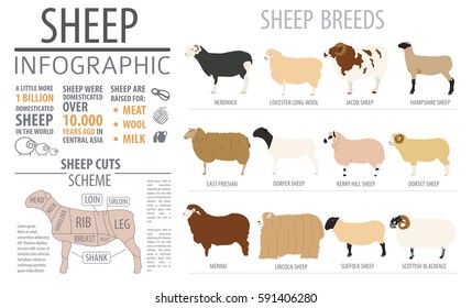 Sheep breed infographic template. Farm animal. Flat design. Vector illustration