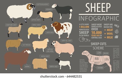 Sheep breed infographic template. Farm animal. Flat design. Vector illustration