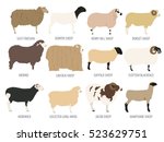 Sheep breed isolated icon set. Farm animal. Flat design. Vector illustration