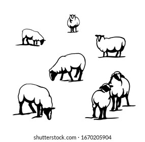 sheep breeding. set of simple vector illustrations on a white