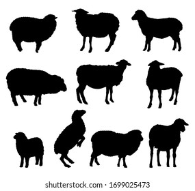 sheep breeding. set of simple vector illustrations on a white