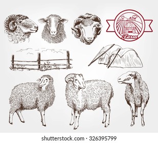 sheep breeding. set of sketches made by hand