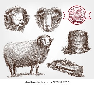 sheep breeding. set of sketches made by hand
