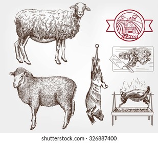 sheep breeding. set of sketches made by hand
