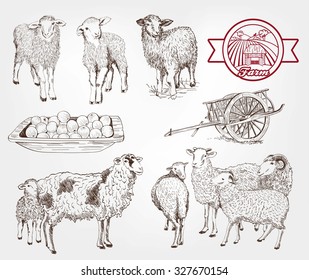 sheep breeding. set of sketches made by hand