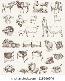 sheep breeding. set of vector sketches on a white background