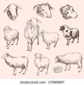 sheep breeding. set of vector sketches