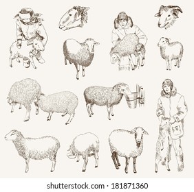 sheep breeding. set of vector sketches on a white background