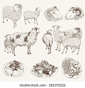 sheep breeding. set of vector sketches on a white background