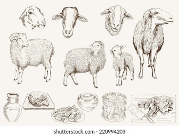 sheep breeding. set of vector sketches on a white background