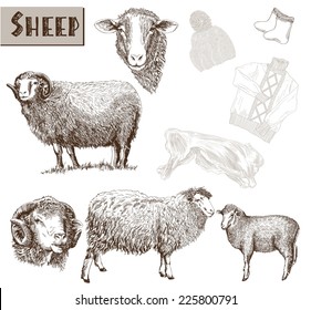 sheep breeding. set of vector sketches on a white background