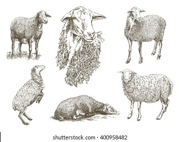 sheep breeding sketch