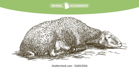 sheep breeding sketch