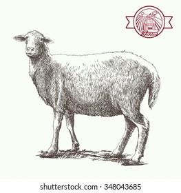 sheep breeding. sketch made by hand on a white background